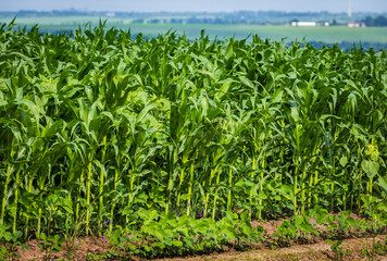 Corn on the field sways in the wind