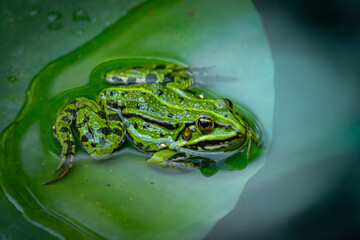 Green water frog, found in Europe.