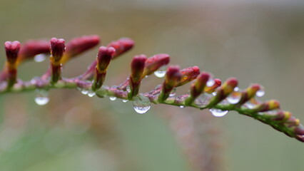 A drop of water 