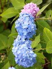 Where did you find the hydrangea?