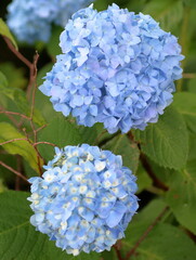 Where did you find the hydrangea?