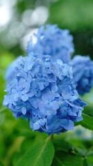 Obraz premium Where did you find the hydrangea?