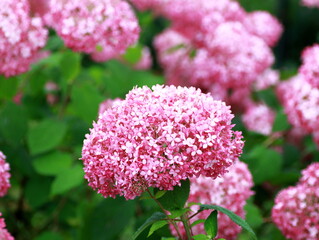 Where did you find the hydrangea?