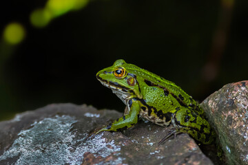 Green water frog, found in Europe.