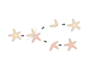 The regeneration cycle of starfish