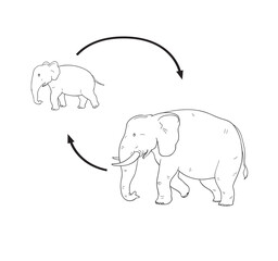 life cycle elephant cute cartoon for kid education