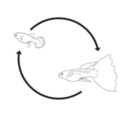 Life cycle of guppies cute cartoon for kid education