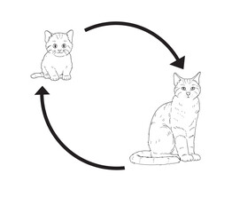 life cycle of cat cute cartoon for kid education
