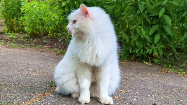 Feral, stray, white tom cat missing an ear from fighting