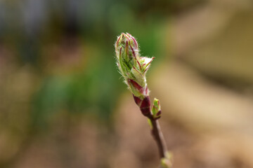 鉢植えのジューンベリーのつぼみ