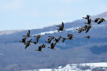 山裾を低く飛ぶマガンの群れ