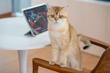pet acivity concept with british cat stand and relax see laptop in living room