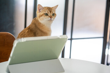 pet acivity concept with british cat stand and relax see laptop in living room