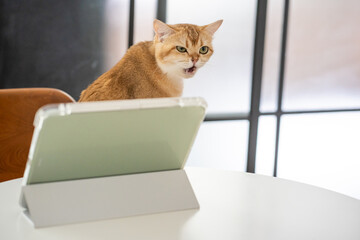 pet acivity concept with british cat stand and relax see laptop in living room