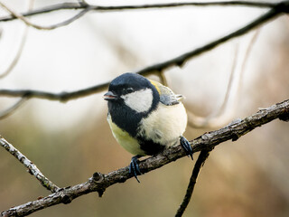 Fototapeta premium 木の枝にとまるシジュウカラ