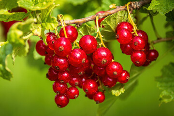 A bunch of ripe red currants in the wind on a bush