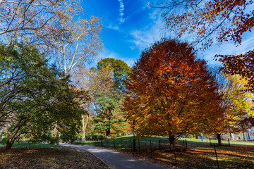 Autumn park. Nature in fall season. Autumnal season in park. Seasonal leaves and tree. Natural autumn or fall season. Autumn beauty of nature. Nature pathway in park. Fall leaves in park