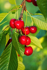 Ripe cherries on a tree in a rural garden in Ukraine