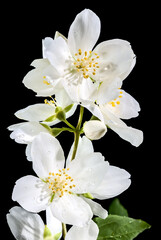 Blooming white jasmine flower on a black background