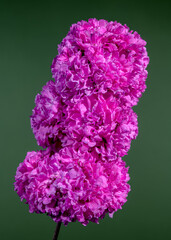 Blooming Lichnis viscaria Pink Rosea Plena