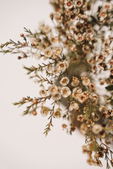 Close-up of delicate beige wildflowers set against a soft focus background. Thin green stems and leaves. Aesthetic natural palette and pastel beige tone