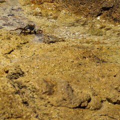 Shore crabs on golden rocks in a bay off the Caribbean island of Antigua.