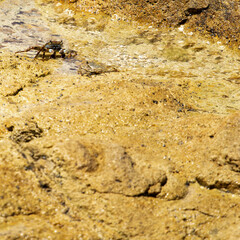 Shore crabs on golden rocks in a bay off the Caribbean island of Antigua.