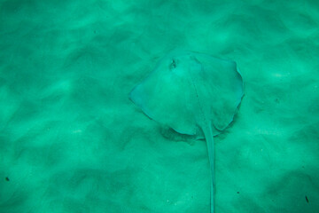 Wild Stingray living in the shallow waters around the Caribbean island of Antigua.