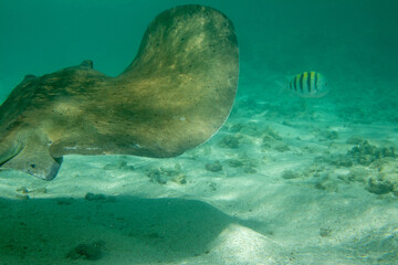 Wild Stingray living in the shallow waters around the Caribbean island of Antigua.