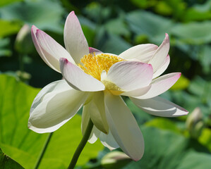 Fototapeta premium lotus flower with petals in summer