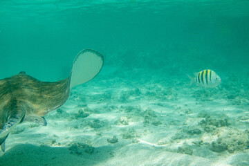 Wild Stingray living in the shallow waters around the Caribbean island of Antigua.