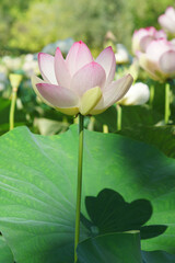 Obraz premium lotus flower with petals in summer