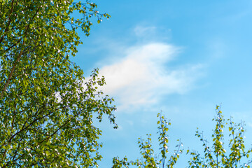 blue sky with clouds on the background of birch leaves and branches