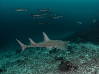 Obraz premium Big Guitar Shark at Andaman Sea, Thailand