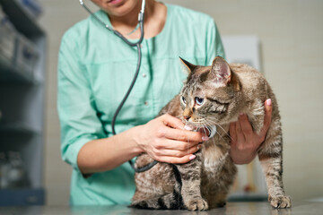 Veterinarian checking a domestic cat with stethoscope at the visit