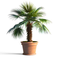 Obraz premium Ornamental Palm Tree in Terracotta Pot on White Background with Cinematic Photographic Style