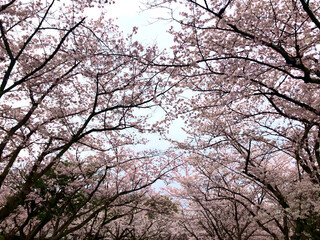 sakura tree cherry blossoms in full bloom, pink flower petals - symbol of Japan