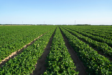 Peanut Field, Peanut plantation fields.