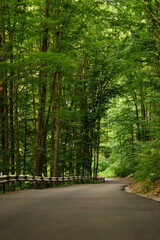A winding asphalt road curves through a lush green forest. Tall trees arch overhead, creating a peaceful, natural tunnel. The scene feels calm, inviting, and perfect for a quiet walk or drive.