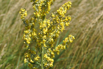 Obraz premium Yellow flowers of Verbascum lychnitis, the white mullein in a field. Figwort family (Scrophulariaceae). Blurred high grass on the background. Summer, June, Netherlands