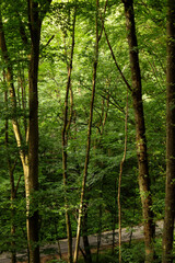 Fototapeta premium road in forest in the morning