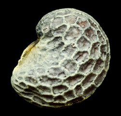 poppy seed in high magnification detail