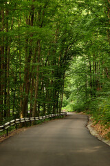 the road in the green forest , tall trees by the road. Road in the mountain forest.