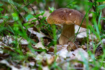 Porcini mushroom (boletus edulis) in the summer forest.