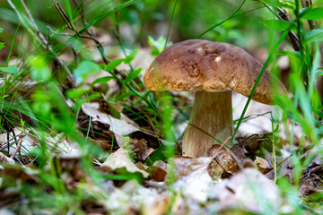 Porcini mushroom (boletus edulis) in the summer forest.