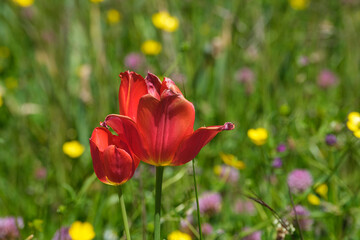 Red blooming tulip on a flower meadow with bokeh