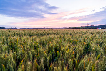 Ripe wheat fields in the evening
