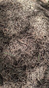 anthill in a pine forest