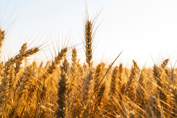 Ripe wheat fields in the evening