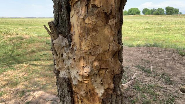 Damaged tree bark eaten by a bark beetle